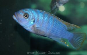 Metriaclima fainzilberi 'Lundu'